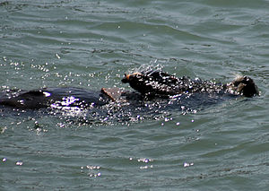 sea otter using rock to break shell